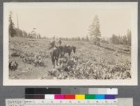 Cattle range, Snow Mountain. "Wild Sunflower" taken July 30, 1914