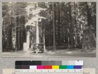 Part of the Mather Grove on the Redwood Highway. This grove is about 45 years old. July 1928, E.F