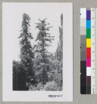 Cryptomeria japonica (left) and Cunninghamia lanceolata (right) Capitol Park, Sacramento. July 1952. Metcalf