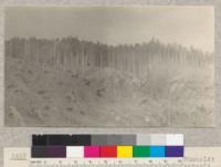 Pacific Lumber Company, Freshwater Creek, Humboldy County, California. Showing one and two year old cut-over land and virgin timber. Foggy. June 1923