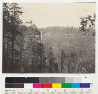 Redwood Region. Slack-line logging. Pacific Lumber Company. Freshwater tract. View from Kneeland Prairie road. Railroad track just below standing timber is shown also in #6642. Logging completed. Note absence or reserve trees and that among slash are the unmerchantable trees pulled down during logging. 9-28-39. E. F