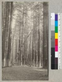 Big River, Mendocino County, California. View into part of plot #1, second growth redwood, 60 years old. A small opening in the foreground. The leaning tree is an alder. The string was used in mapping the trees. March 1923, E.F