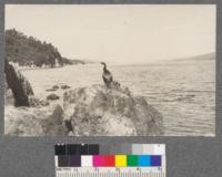 Cormorant on edge of Tomales Bay near shallow beach. Inverness, California. October 1920