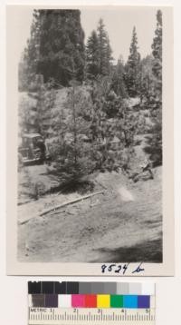 Douglas fir tree 8 years after planting near Whitaker's Forest pool. Small Port Orford Cedar at left is about 3 years from planting. Ponderosa pines and sequoias in background looking towards "The Barn". June 1950. Metcalf