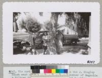 The cork oak about 25 years old on the J. Singley Ranch west of Wasco, Kern County, at corner of Magnolia & Filburn streets with Mrs. Singley and daughter. August 12, 1943. Measured 19.7" outside bark at 5 ft. and 16.4" after stripping. Yield 60 lbs. of cork for stem length of 8.2 ft. Had good irrigation for first years but not recently. Metcalf