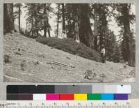 A fine example of huckleberry oak (Quercus vaccinifolia) near Edman Mine, Plumas National Forest, August 1926. Baker, Fritz, and Hawley