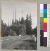 Redwood. Dead trees girdled by settlers about 1890. Swithenbank Ranch, Dean Creek Bridge. Redwood Highway, north of Garberville about 4 miles. See also #6846. 9/7/40. E.F