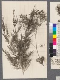 Cupressus macrocarpa. Monterey Cypress. 1919