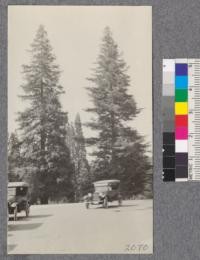 Two redwood trees 51 years old on the lawn near the State Capitol, Sacramento. Tree at left is 45.1" diameter at breast height x 103 feet. The other is 37.8" diameter at breast height x 98 feet. July, 1922