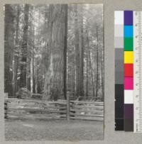 Redwood. "Flatiron" tree on upper Bull Creek Flat. Showing "toe" of flatiron. 9-7-40, E.F