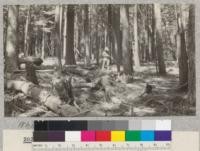 White Fir. Lost Creek #1. Site 70' at 50 years. Volume 70,200 board measure per acre. Age 92 years