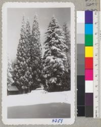 Snow laden sequoias and sugar pine tower over Live Oak Lodge on a snowy November monring. Whitaker's Forest. Metcalf