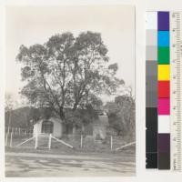 Madrone. In front of Mrs. Hulbert's house in Garberville. 26" d.g.h. [sic], 40-50 ft. high. House built about 1935. 3/17/37. E.F