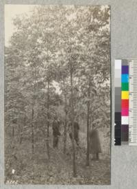 Experimental planting on sterile ferruginous sand at Mont Alto State Forest, Pa., white Ash (left), Rock Oak (Q. montana) largest trees, to right. White Ash seems to poison soil so pines do not succeed when interplanted