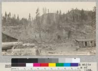 Showing seed trees; looking east from white fir reproduction plot on cut-over lands of Madera Sugar Pine Company. 1925