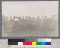 Plant digger at Niles, California. When the digger has been pulled thru to the engine it is placed upon the stoneboat at left of picture and drawn to the opposite end of the rows by a mule. The engine is shifted opposite the new row and the operation is repeated. Note that there are two lines of cable each of which is attached to one side of the V shaped plow. Note also chains and block and tackle by means of which a team moves the engine. Engine is a 4 cylinder Cadillac Auto power plant. Chain drive to drums