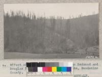 Effect of fire of September 1931 on Redwood and Douglas Fir timberland near Comptche, Mendocino County. February 1932. Metcalf