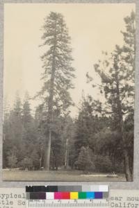 A typical #5 ponderosa pine, near mouth of Little Schneider Meadow, Camp Califorest