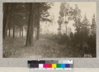 Natural reproduction at edge of Monterey pine plantation at Presidio of San Francisco, marked for thinning by Dunstan and Metcalf, December, 1925