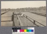 Union Lumber Company nursery, Fort Bragg. Weeding a bed of redwood seedlings planted April, 1922. Sunflower windbreak at background. August, 1922