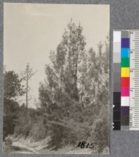 Knobcone Pine (Pinus attenuata) near Santa Cruz. 1921