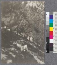 Monterey Pine Stands planted in Claremont Canyon and on ridge