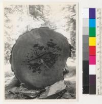 Redwood brown heart rot (Poria sequoiae). A windfall, tree #1711, in Stephens Grove. A hollow-butted tree. 76" inside the bark at 60' from ground line. See also photo 7156 taken at 140' from ground line. 7-14-42. E.F