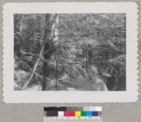 Carl Nordstrom and Douglas fir tree he planted in fall on 1912. Stilaguamish River, Buck Creek Plantation, USFS. Washington. H. L. Plumb