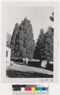 Sequoias at front in Wind River Experiment Station, Wash. Two trees in rear planted 1914. Two in foreground 1936. Sequoia hedge to left and Douglas fir hedge at right. Sequoias in arboretum not so good as these near lawn. Metcalf. Oct. 1952