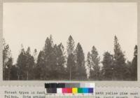 Forest types in Santa Cruz County. Second-growth yellow pine east of Felton. Note evidences of vigor - pointed tops, rapid growth. This stand shows remarkable growth. Growing on light, dry sand, of considerable depth. Time 5 sec. F 22. May 1030. T. M. Tyrrell