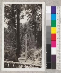 Four sequoia gigantea trees in group farthest south in California near California Hot Springs. Tissot