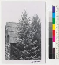 Wind River Arboretum, Washington. A tree of Abies arizonica near office. This species with its soft, blue-green foliage and dense form has much promise as a Christmas tree. Metcalf. Oct. 1952