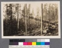 GR 38. Hemlock left after logging. Grays River, Wash camp of the Portland Lumber Company. Note the difference between this photo taken in Jan. 1913 and the amount of hemlock left standing in GR 107 taken in Oct. 1914. The market for hemlock continues to grow better