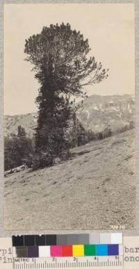 Typical specimen of Whitebark Pine (Pinus Albicaulis) near Sonora Pass