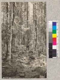 Heavily thinned plot. Priest River Experimental Station. Thinned July, 1914. 354 trees per acre left. Note good growth of Western Red Cedar as understory for ground protection. A large amount of reproduction of White Pine, Hemlock, Cedar and Fir 3-5 years old and 2"-6" high also coming in