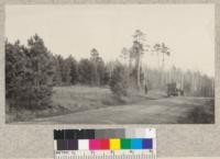 Fine natural reproduction of Red Pine (P. resinosa) along the highway in Itasca State Park, Minnesota, east of the lake. Aspen stand in background