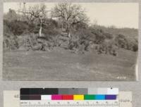 Ceanothus cuneatus in foreground and Arctostaphylos in background, elk pasture, Henshaw Ranch, Mendocino County. Much of Ceanothis is killed by grazing and the Arctostaphylos is grazed to a height of 6 1/2 ft. March 16, 1928. H.E.M