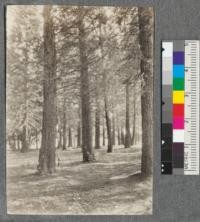 Interior of sequoia gigantea grove at Chico Station, August, 1918