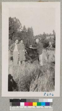 Henry Washburn shows Rock and Reed some pointers on a Monterey pine Christmas tree in the Hihn property. Natural reproduction. The trees are 4 to 6 years old. Dec. 1951. Metcalf