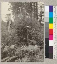 Third growth of redwood at Big River Cutting Plot, Mendocino County. Cut Spring, 1923. Photo July, 1925 by Lloyd Austin