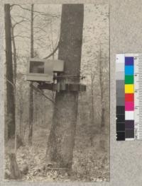 The dendograph mounted on a white ash at Syracuse, New York, gives a continuous record of diameter growth