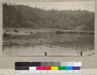 Second Growth Redwood Cutting Experiment, Project #688, Big River, Mendocino County, California. A raft of second growth logs arrived at the saw mill pond. E. Fritz, May 1923