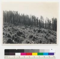 Redwood Region. Erechtites patch on 1933 logged area. Photographed first in 1937 (?). Compare. Hobbs Wall and Company, now state park. 10 a.m. E.F. 10-4-42