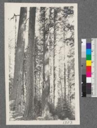 Western Yellow Pine and Sugar Pine