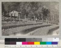 Grizzly Flats Nursery of the Los Angeles County Forestry Department looking across toward beds of 1-0 Coulter pine to house of Angeles Forest Protective Association. 1926