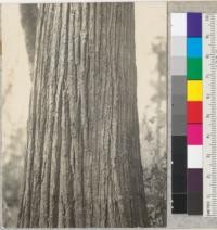 Castanopsis chrysophylla. Bark characteristics. 37" diameter at breast height x 75' high. See 5920 for full length view, also 5921. Stands 7 miles from Leggett Valley on road to Rockport, Mendocino County, California, north edge. 3-25-36. E. F