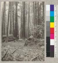 Wonder plot of redwoods. Big River, Mendocino County Photo by Lloyd Austin, July, 1925