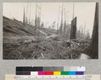 Redwood Utilization Study. Tree #1056 broken over stump. E. F. September, 1928