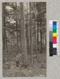 Beech and Hemlock in virgin forest near Silver Lake, Susquehanna County, Pennsylvania. H. C. Lott, ranger