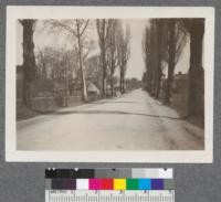 Departmental road with Lombardy Poplar in south western France